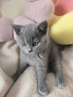 Süße Britisch Kurzhaar Kätzchen abzugeben   