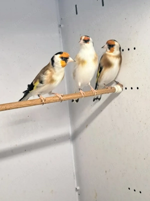 Stieglitz major sceke 