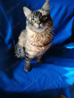 Maine coon Kater
