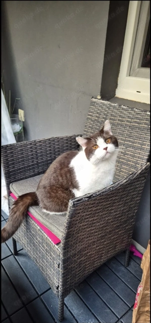BKH Britisch Kurzhaar Bild 2