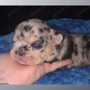 Französische Bulldogge-Welpen mit Ahnentafel in besonderen Farben 