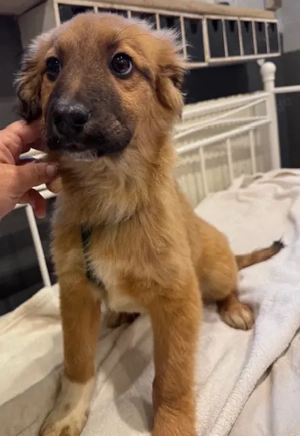 Herny der süße Knopf sucht noch seinen Wirkungskreis   PLZ 82284