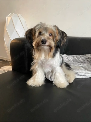 Yorkshire Terrier Rüde