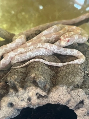 Kornnatterbabys Bild 3