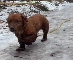 Leonardo der kleine Knopf   PLZ 82284