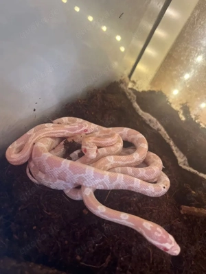 Kornnatterbabys Bild 4