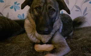 Zuhause gesucht für Kayla