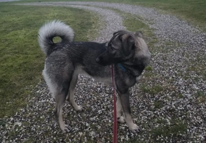 Zuhause gesucht für Kayla Bild 4