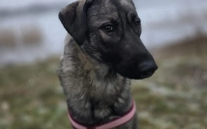 Zuhause gesucht für Kayla Bild 2