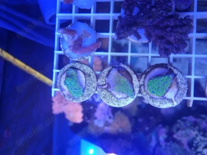 Montipora 'Superman' Bild 3