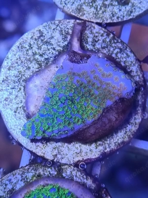 Montipora 'Superman' Bild 2
