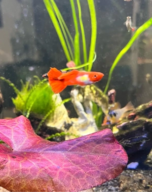Koi Guppy Männlich