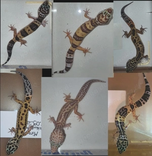 6 junge Leopardgeckos (w) aus Hobbyzucht   futterfest   in Halle Saale