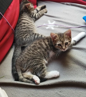 Babykatzen 12 Wochen alt Babykatze