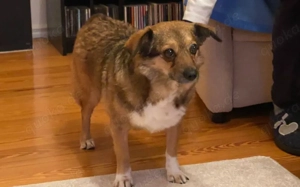 Hast du ein Körbchen frei für Pinky?