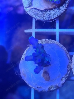 Acropora blau Frag