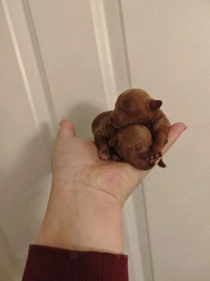 Maltipoo Welpen  Von einem erfahrenen Züchter