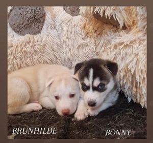 2 süße Husky Welpen (Weibchen)