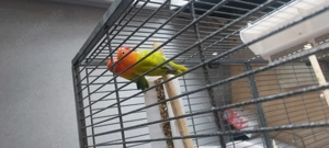 Zwei Unzertrennliche, Erdbeerköpfchen  1 Jahr alt, kerngesund 9 Bild 5