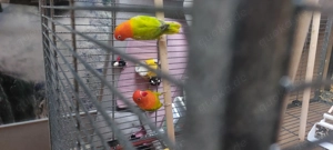 Zwei Unzertrennliche, Erdbeerköpfchen  1 Jahr alt, kerngesund 9 Bild 4