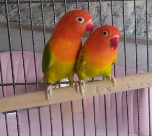 Zwei Unzertrennliche, Erdbeerköpfchen  1 Jahr alt, kerngesund 9 Bild 2