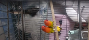 Zwei Unzertrennliche, Erdbeerköpfchen  1 Jahr alt, kerngesund 9 Bild 3