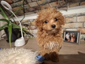 Zuckersüßer Maltipoo-Welpin zu verkaufen |  Süße Hündin sucht sein neues Zuhause!