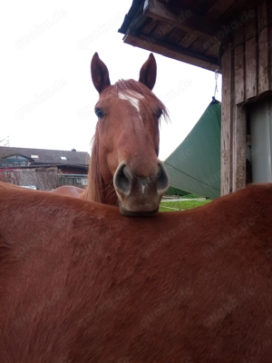 Reitbeteiligung 2-3x Woche an VB Wallach (PsR)