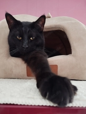 Kater Mix in schwarz 