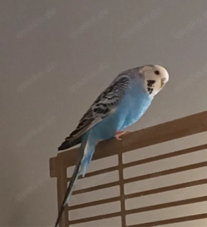 2 Wellensittiche und ein Sperrlingspapagei