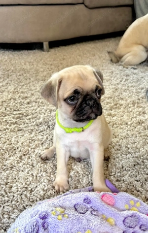    Zwei zuckersüße Mopswelpen (8.Wochen) suchen ein liebevolles Zuhause   