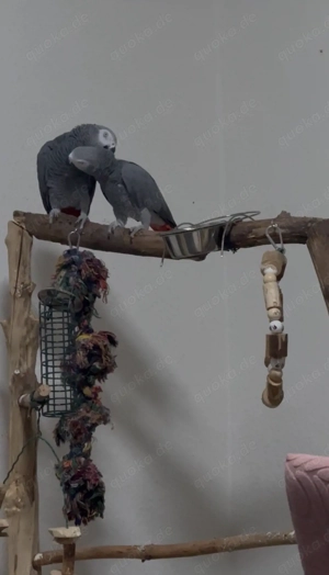 Graupapagei abzugeben 1.1