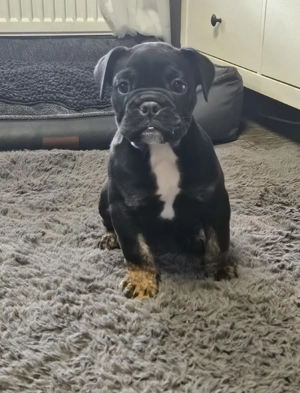 Old English Bulldog Welpen