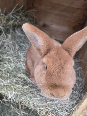 Kaninchen Stallauflösung