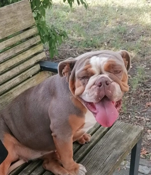 Prinzessin sucht liebevolles Zuhause 