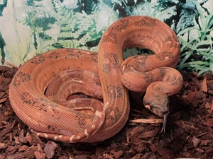 Blutrote Boa c i Hypo Leopard 1.0 66%ph Blood