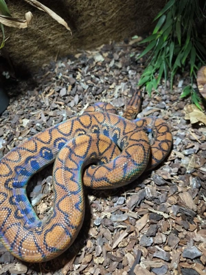 1.1 Rote Regenbogenboas (Epicrates cenchria)