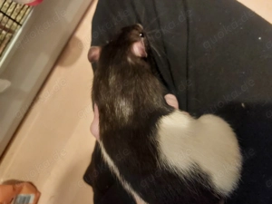 Ich verkaufe meine Ratten.