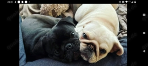 2 Mopshündinen ( Retro ) in gute Hände abzugeben