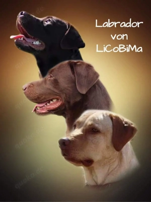 Labrador Welpen in schwarz *Wurfankündigung*