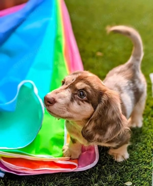 Gut aufgezogene Welpen suchen ein Zuhause für immer