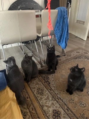 Süße Britisch Kurzhaar Katzen suchen neues Zuhause 