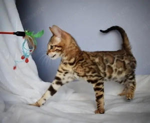 Bengal Kätzchen kaufen