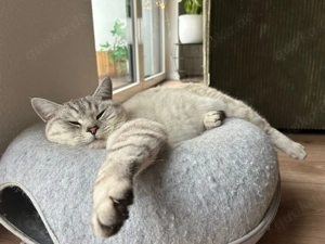    Zwei liebe Katzen-Geschwister suchen gemeinsam ein Zuhause