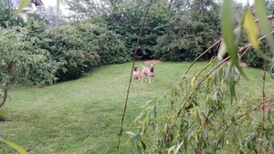 Bauland (  in Reichweiler, für 'Seniorenwohnheim' ...ca.1500m2 voll erschlossen