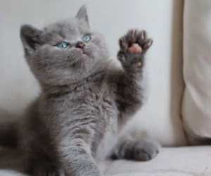 Britisch Kurzhaar Kätzchen kaufen