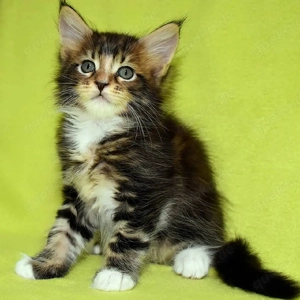 Weibliche Maine-Coon-Kätzchen