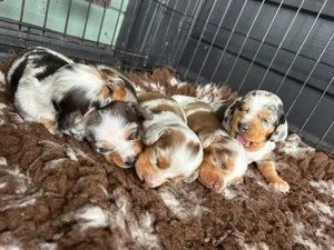 Liebenswerter Hund zu verkaufen   gesund, intelligent und ein toller Begleiter Bild 2