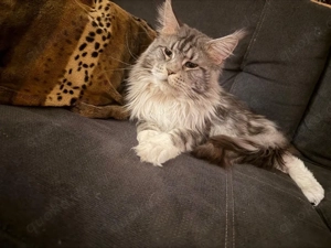 2 Maine Coon Mädels zu vermitteln   Bild 2