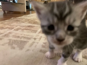 Maine-Coon-Mix Katzenmädchen sucht liebevolles Zuhause